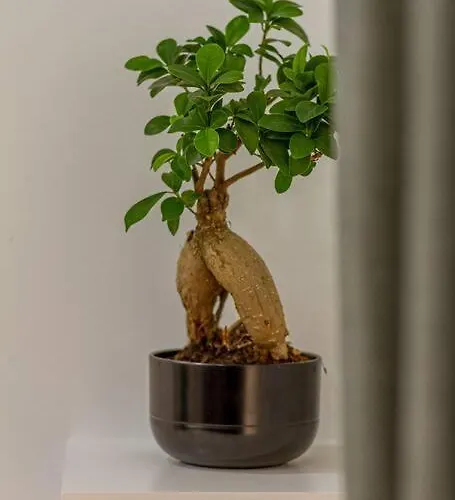 Balinese Style Downtown Apartamento *